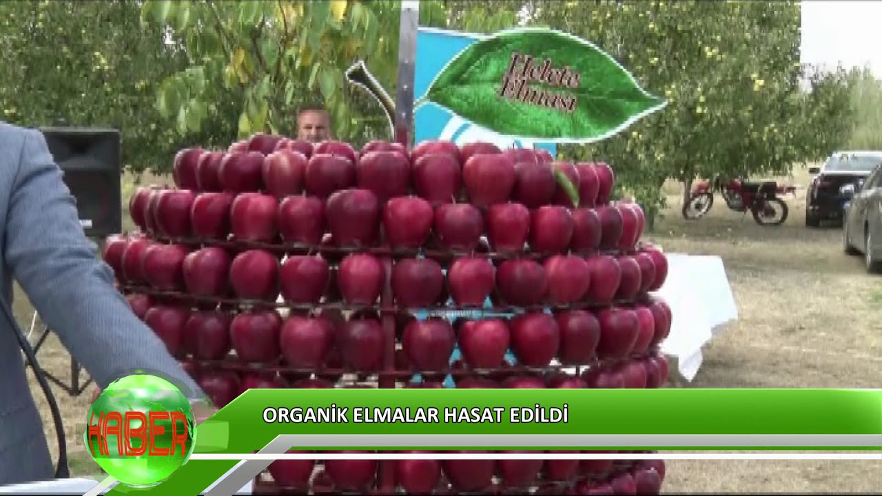 Organik elmalar hasat edildi