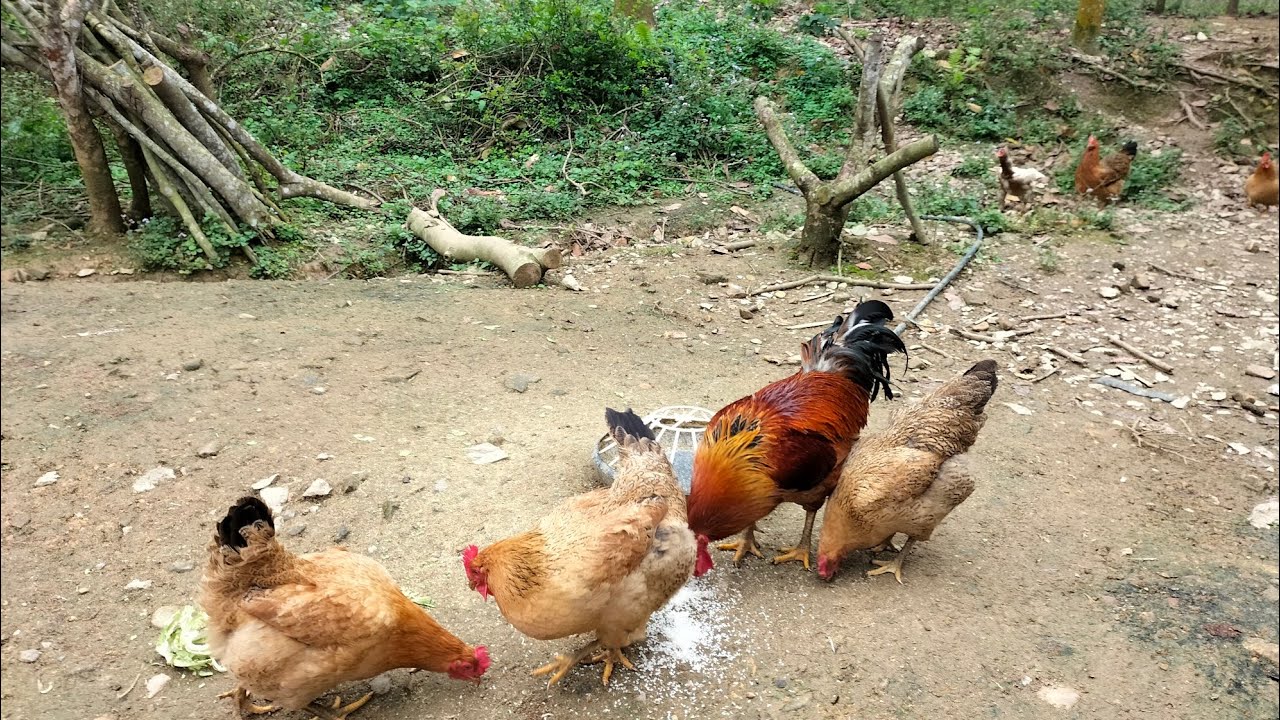 Công việc buổi sáng chăn lợn, chăn gà 