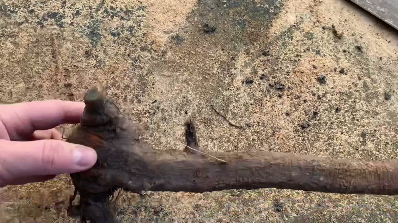 Blackthorn shillelagh before and after