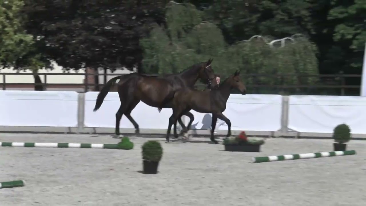 DAMARIS (Kiliman Sitte - Dragonia/ Galerius - Rubin) filly 2022