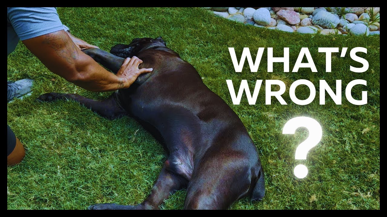 Limping Dog? Full Diagnosis and Treatment Explained