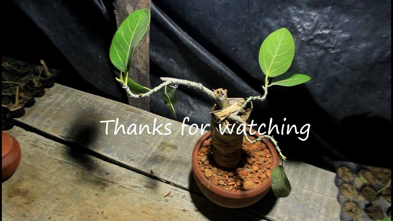 banyan bonsai I Root simulation