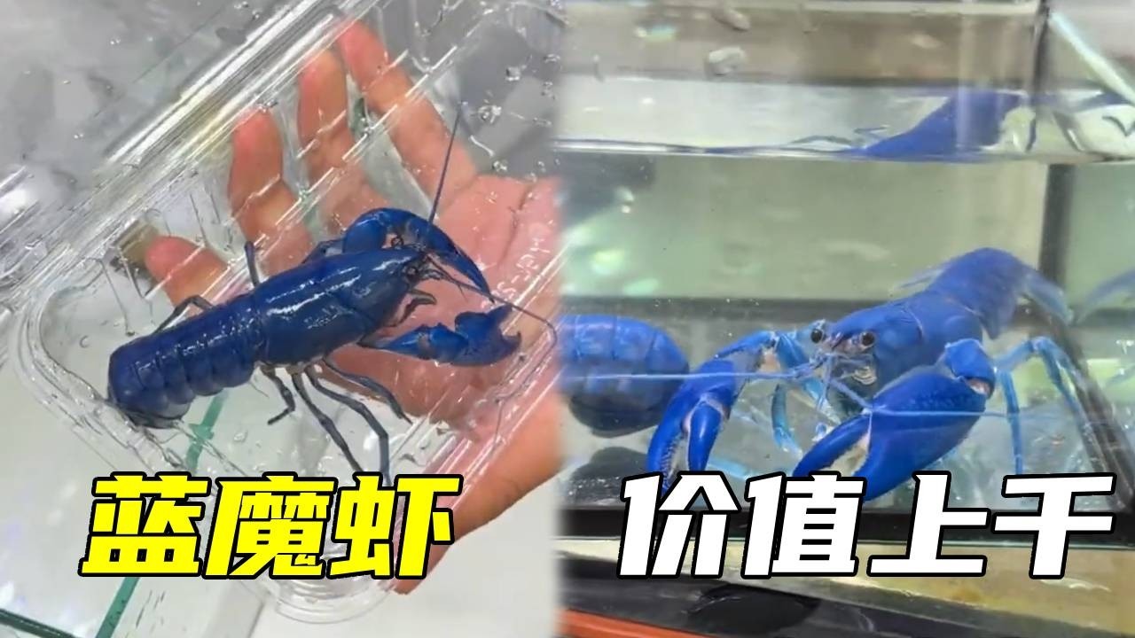 繁殖一斤蓝魔虾就能价值上千，这是什么泼天的富贵，快来一起看看！【鲁伟学长】