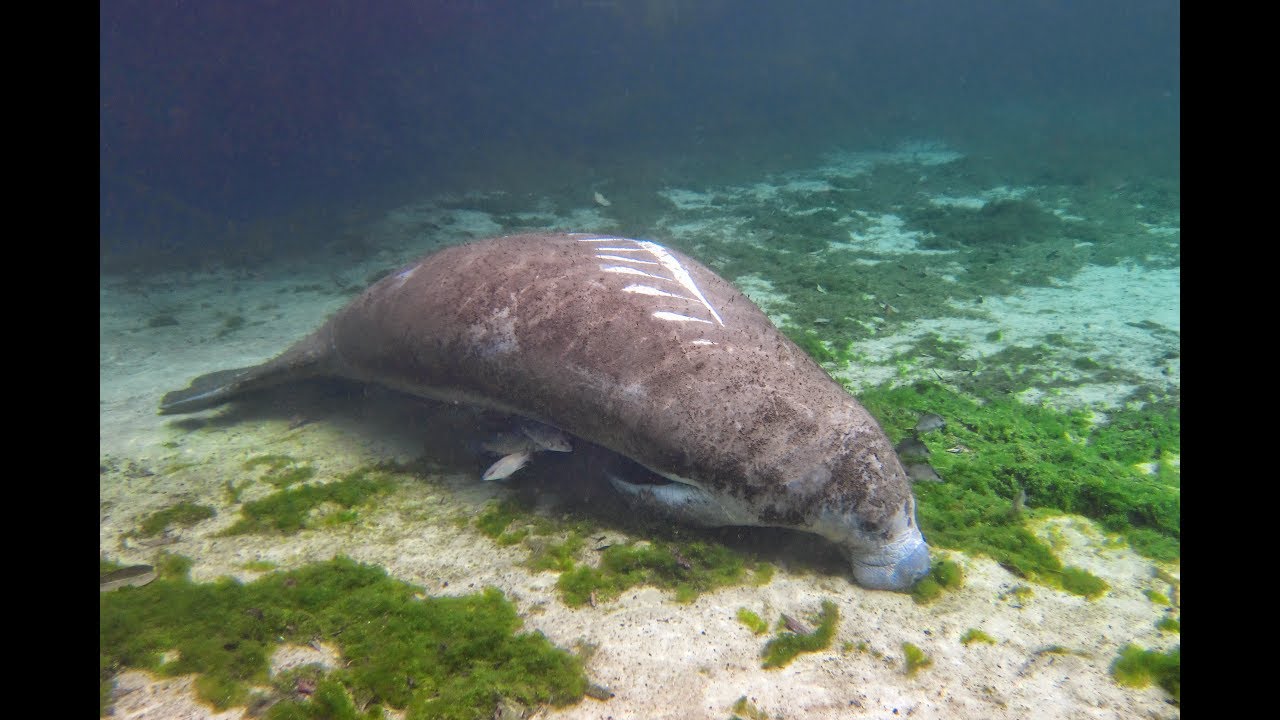 Lamantins Crystal River Floride