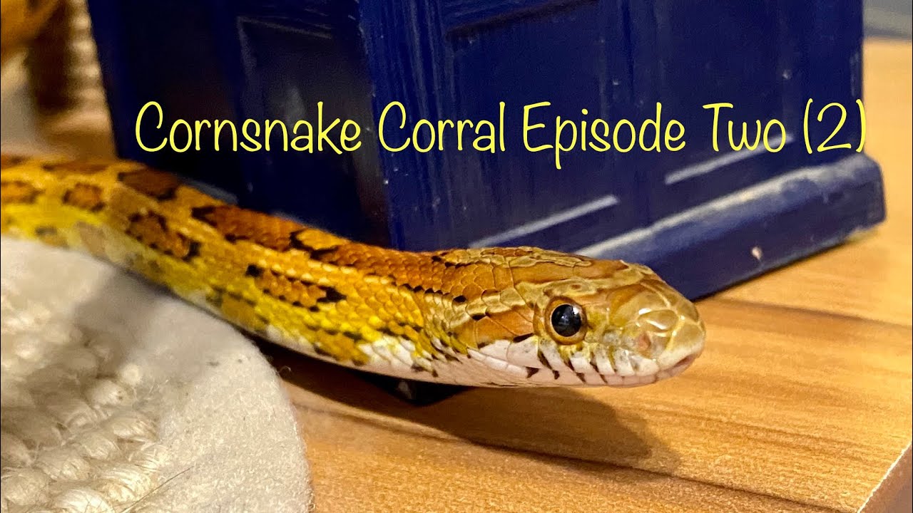Cornsnake Corral 2: Shifting, Watering, References