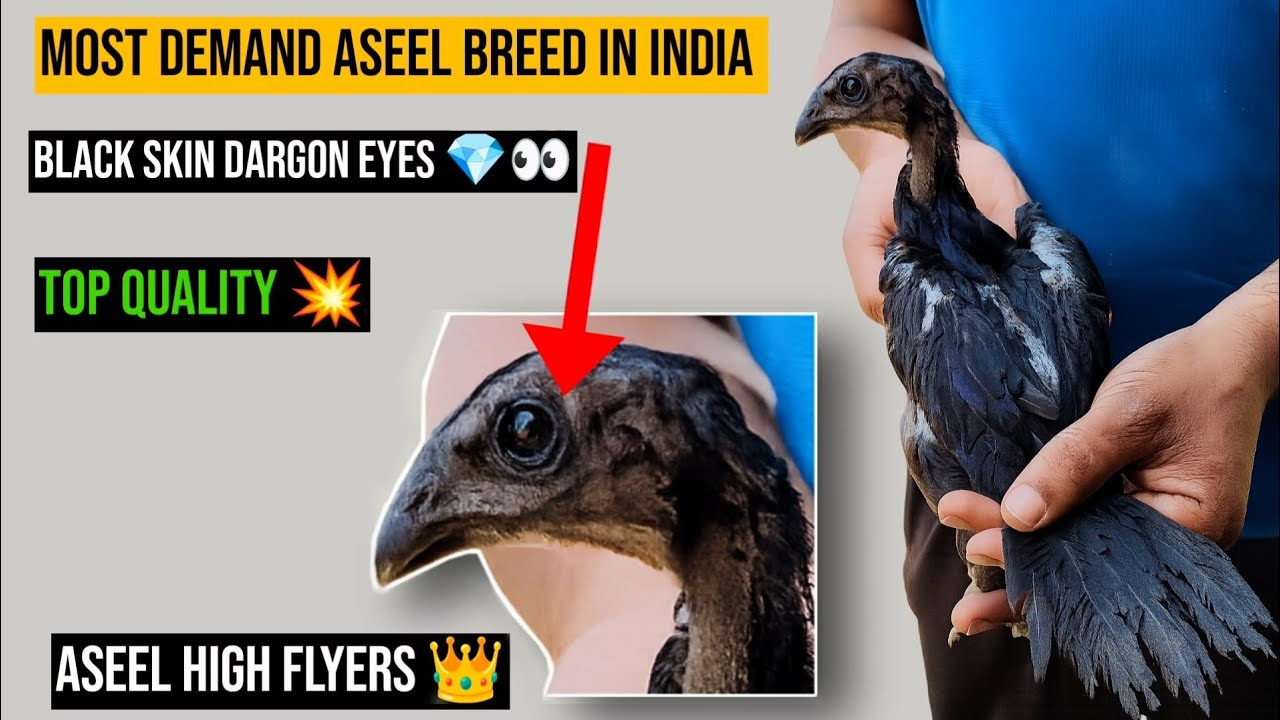 Black Skin Dargon Eyes Aseel | Aseel High Flyers | Our Home Breed Quality 