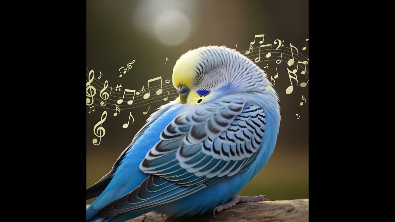 🎶 Música Relajante para Periquitos | Calma, Reduce Estrés y Mejora su Ánimo 🐦