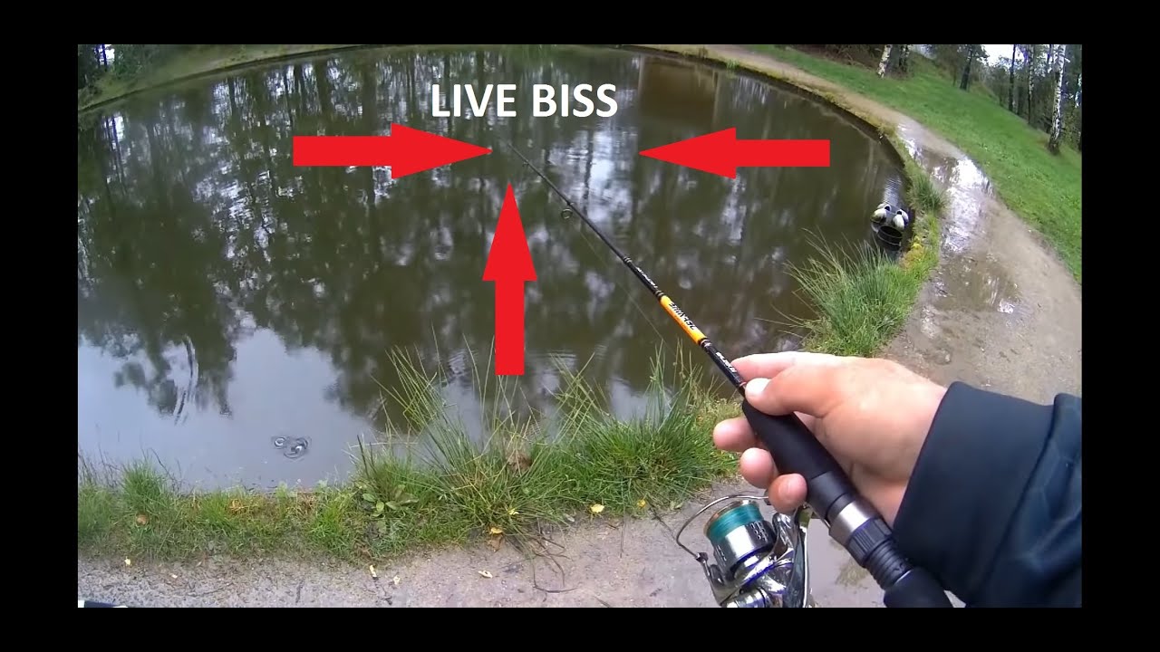 Live Bisse Mit Gummi auf Forelle am Forellenhof mit den Trout Collector #ULfishen #Forellenangeln
