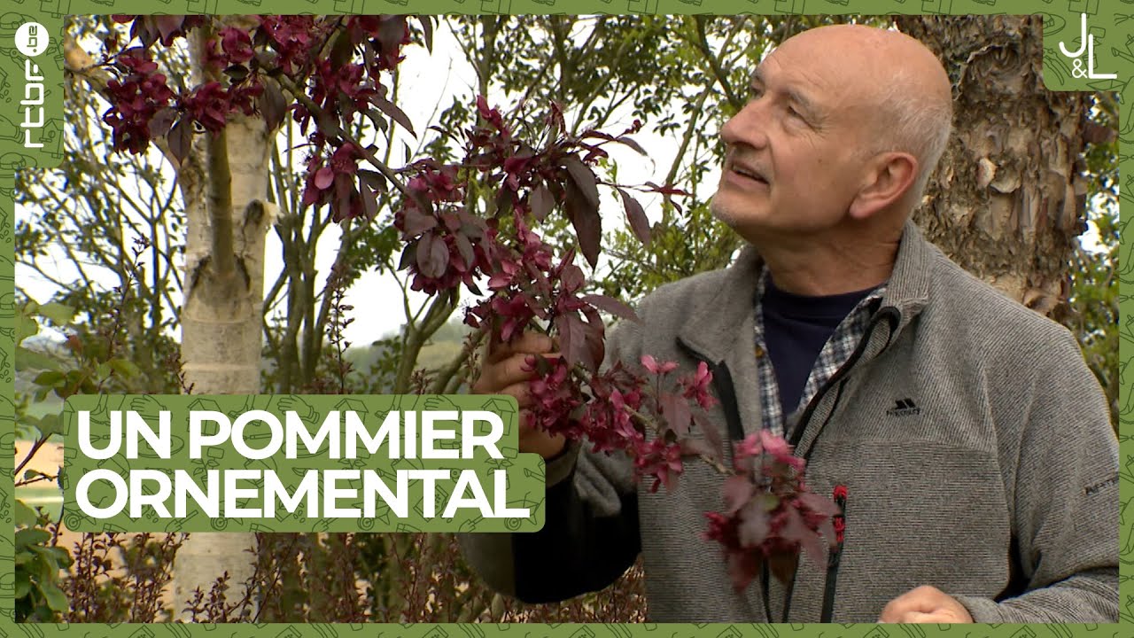 Un pommier ornemental qui aime le soleil | Les Tutos Jardins et Loisirs de Francis #11