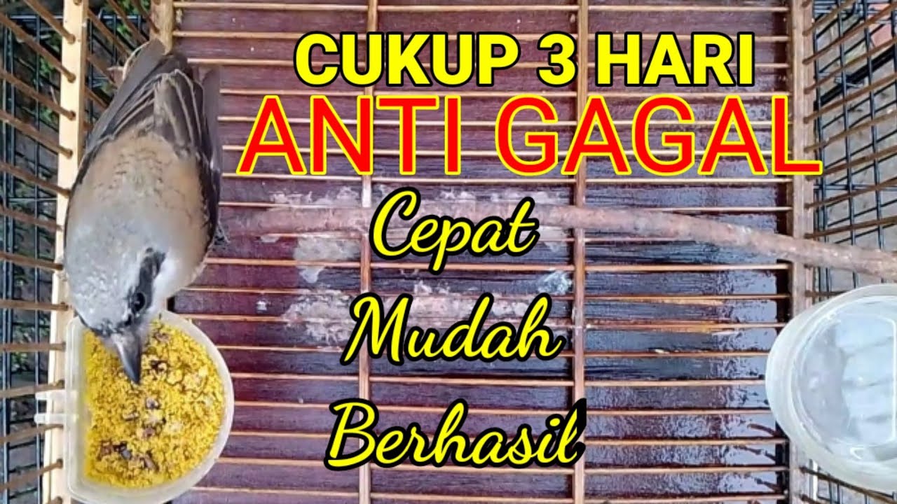 Cara melatih cendet muda hutan makan voor ,Jaminan tokcer ‼