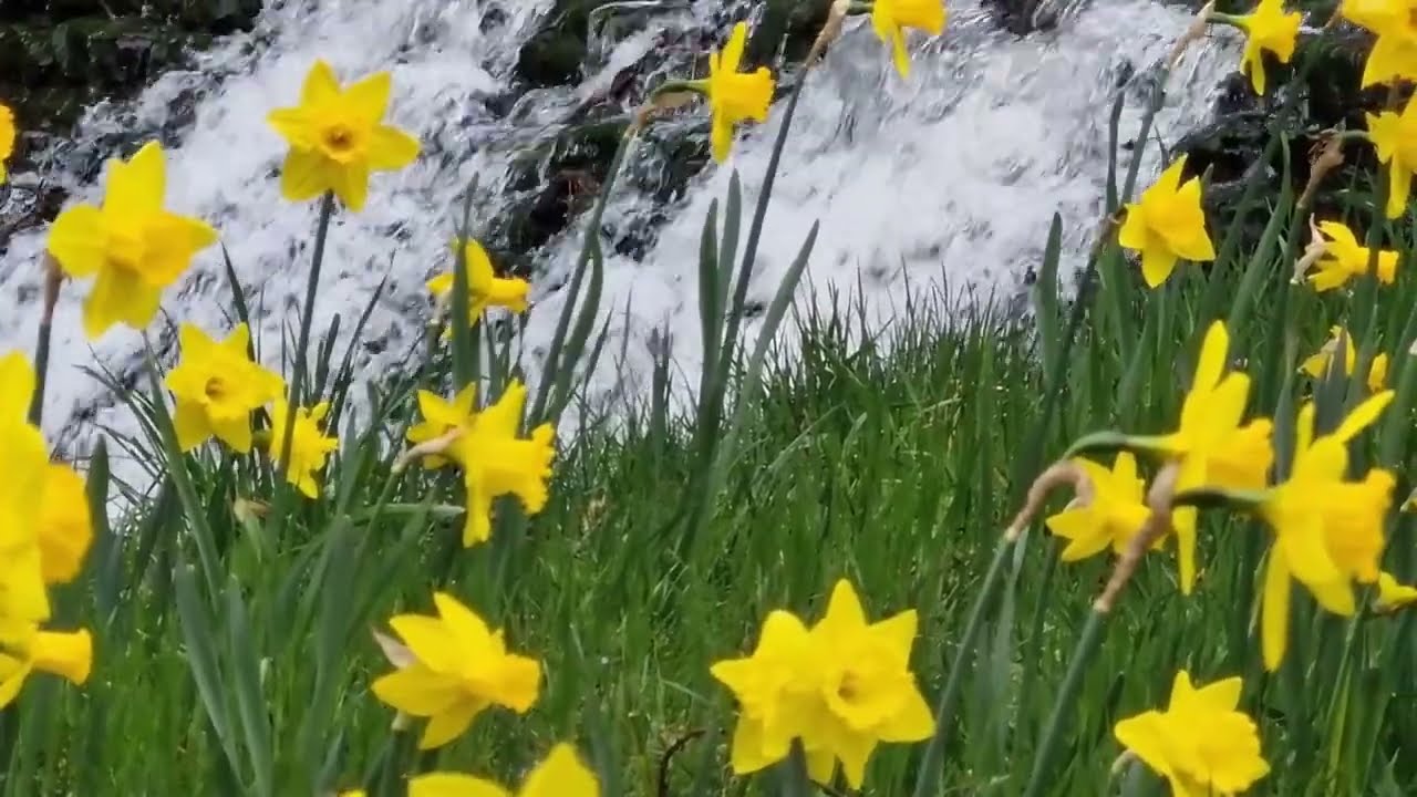 Eternal Spring - Beautiful piano and strings music, music for relaxation, beautiful nature views