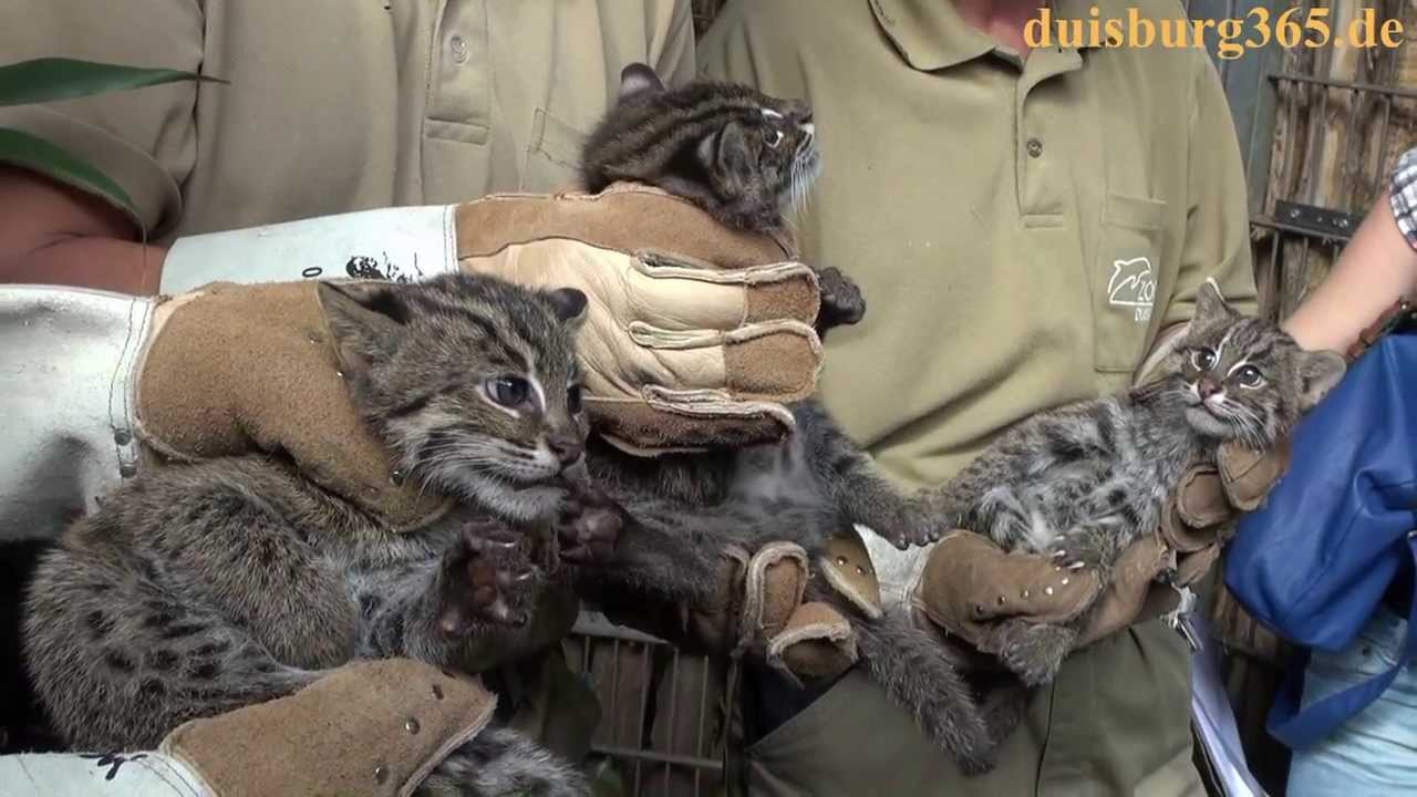 Fischkatzen Impfung im Zoo Duisburg