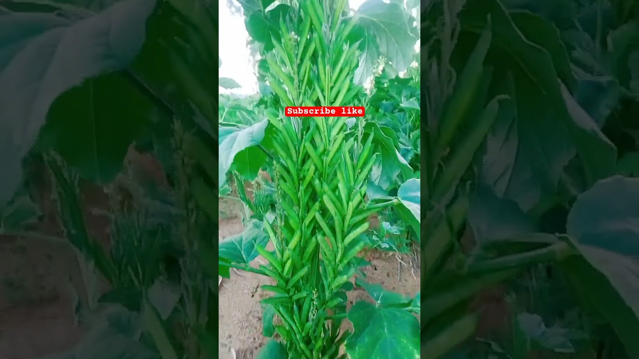 7972334422 ग्वार खेती से किसान भाइयो को अच्छा मुनाफा Gavar ki deshi kheti @agri_guruji