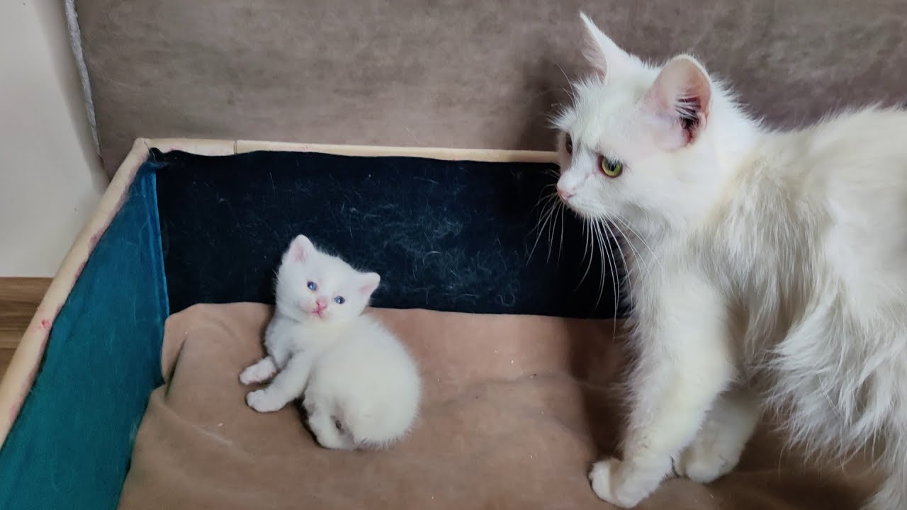 Котёнок Дино был рад приходу своей мамы-кошки. Мама-кошка заботится о своём котёнке.