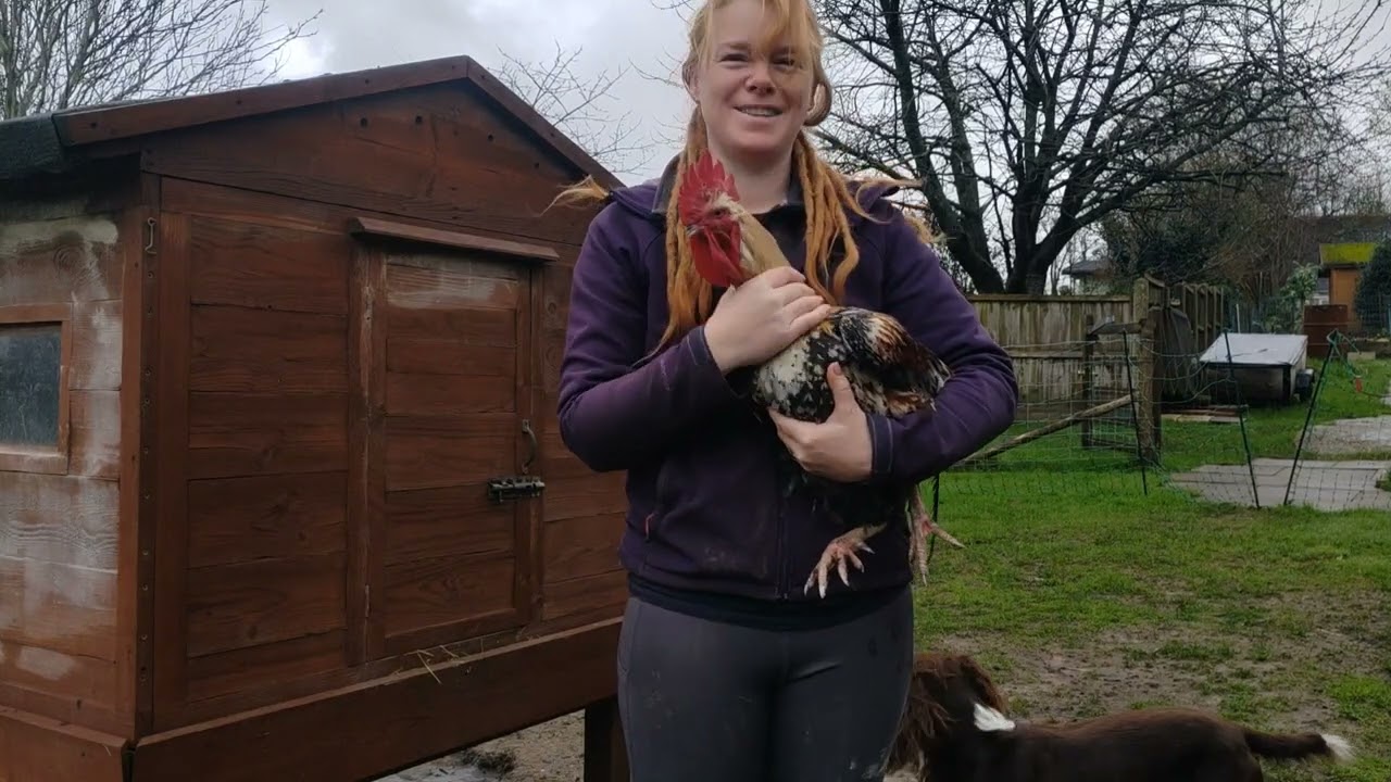 Chicken Keeping 101- Wing clipping 