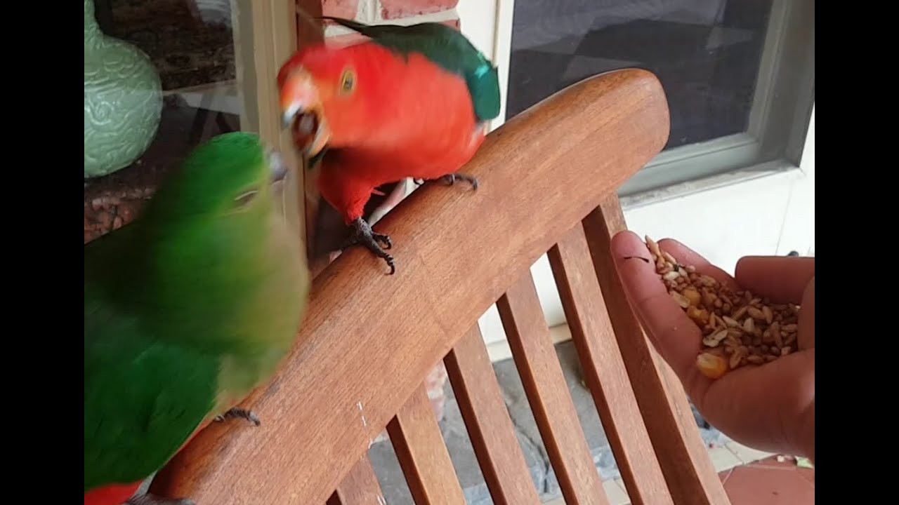 Australian king parrot husband and wife bickering during lunch