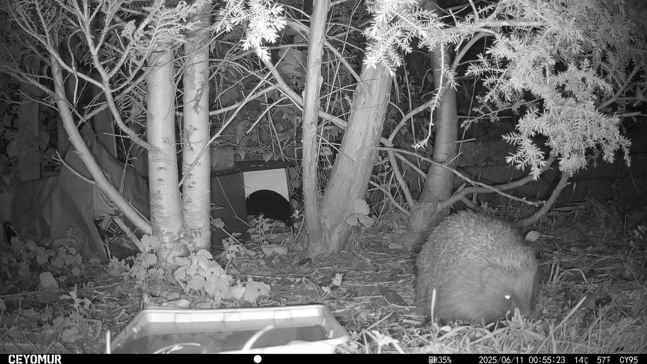 10/06/2025 - A night of peaceful snuffling