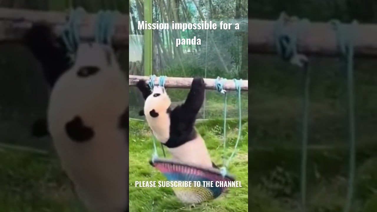 🟢☑️ (MUST SEE) Mission impossible for a panda #missionimpossible #pandacubs #panda #pandacubs #panda