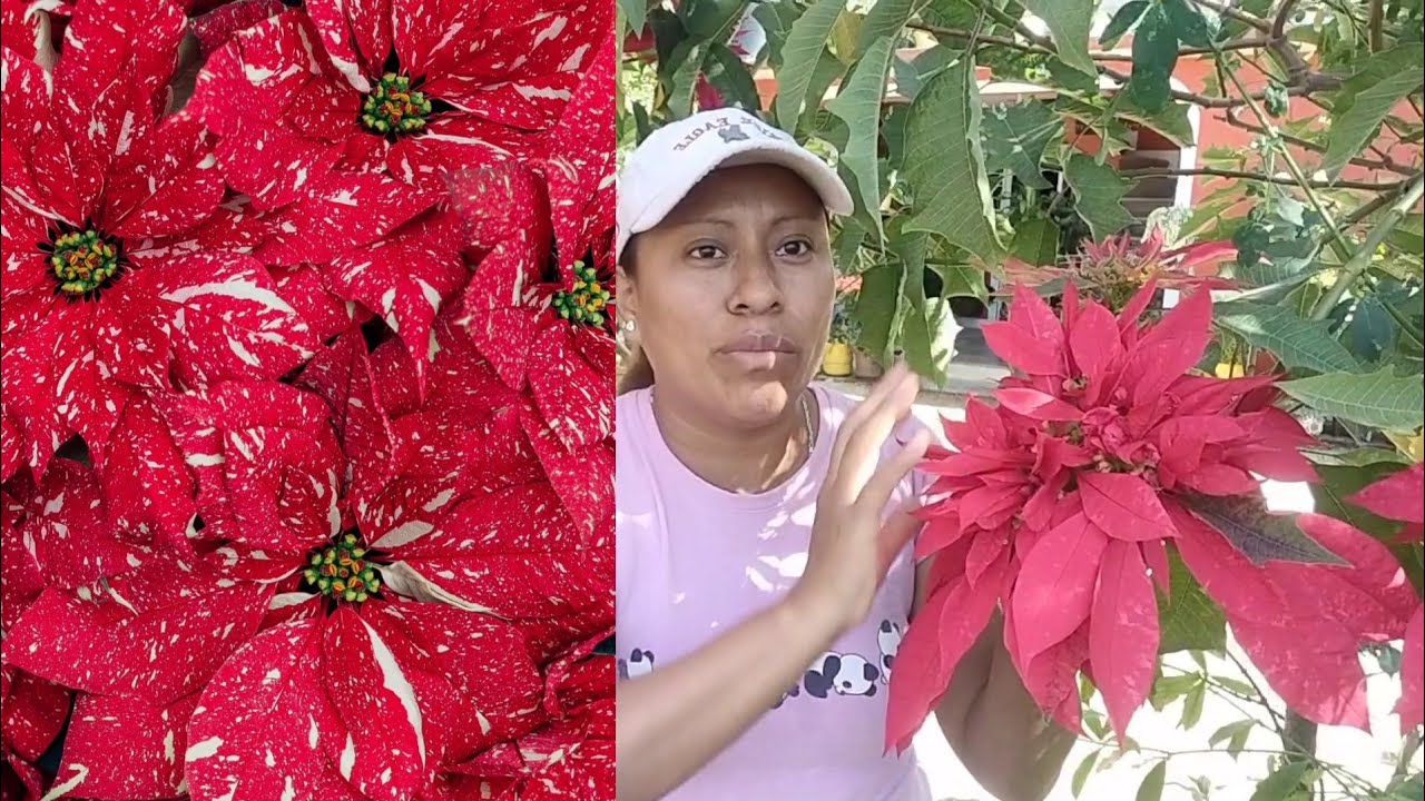 Cuidados de la noche buena(flor de pascua)