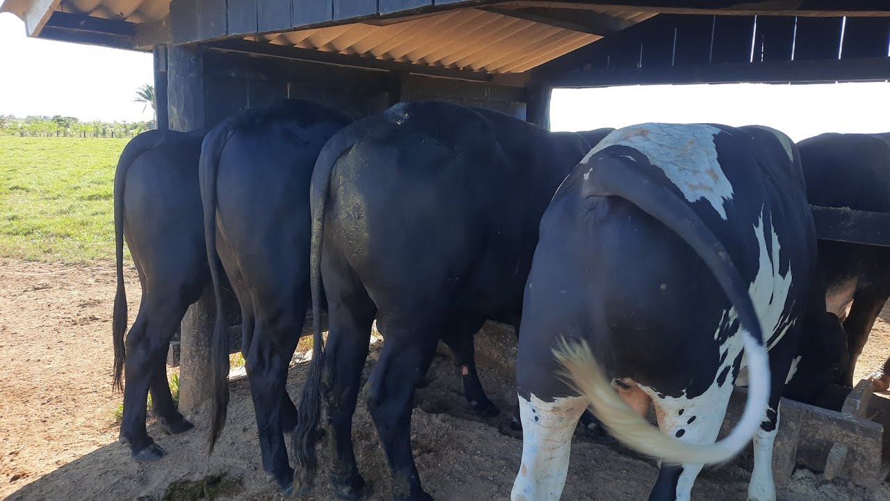 A boiada está só a bola de gordo após 40 dias no semi confinamento a pasto