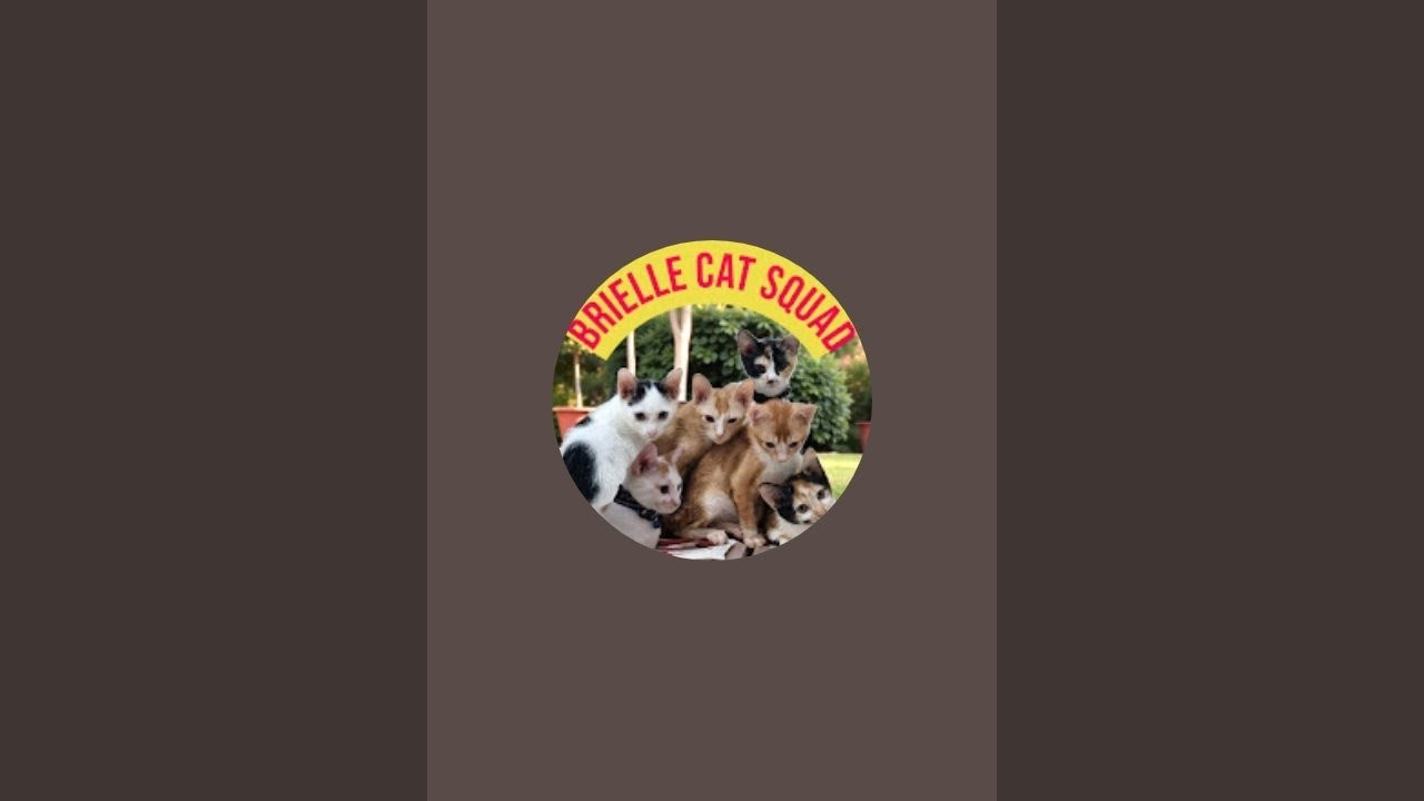 10 Kucing Rescue 