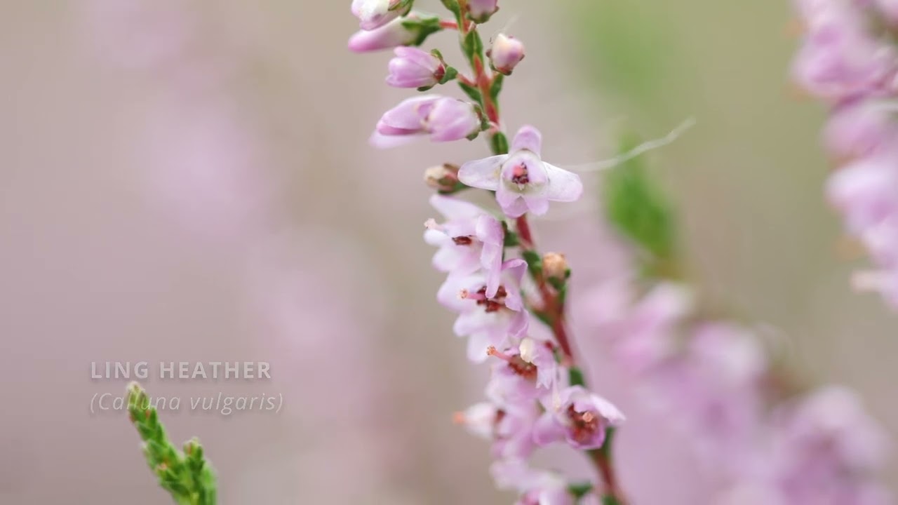 Plants of the Peatlands