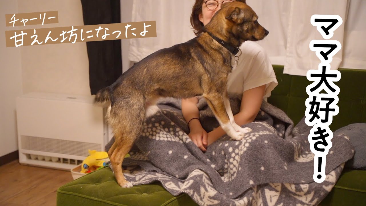 びっくりなんだけど、ママの上に乗っかっちゃうほど、ママが好きになったチャーリー