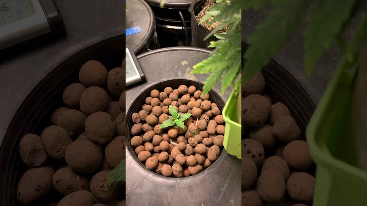 3x3 update and Russian ruderalis project