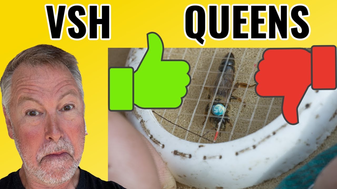 Beekeeping | Controlling Varroa Mites With VSH QUEENS??