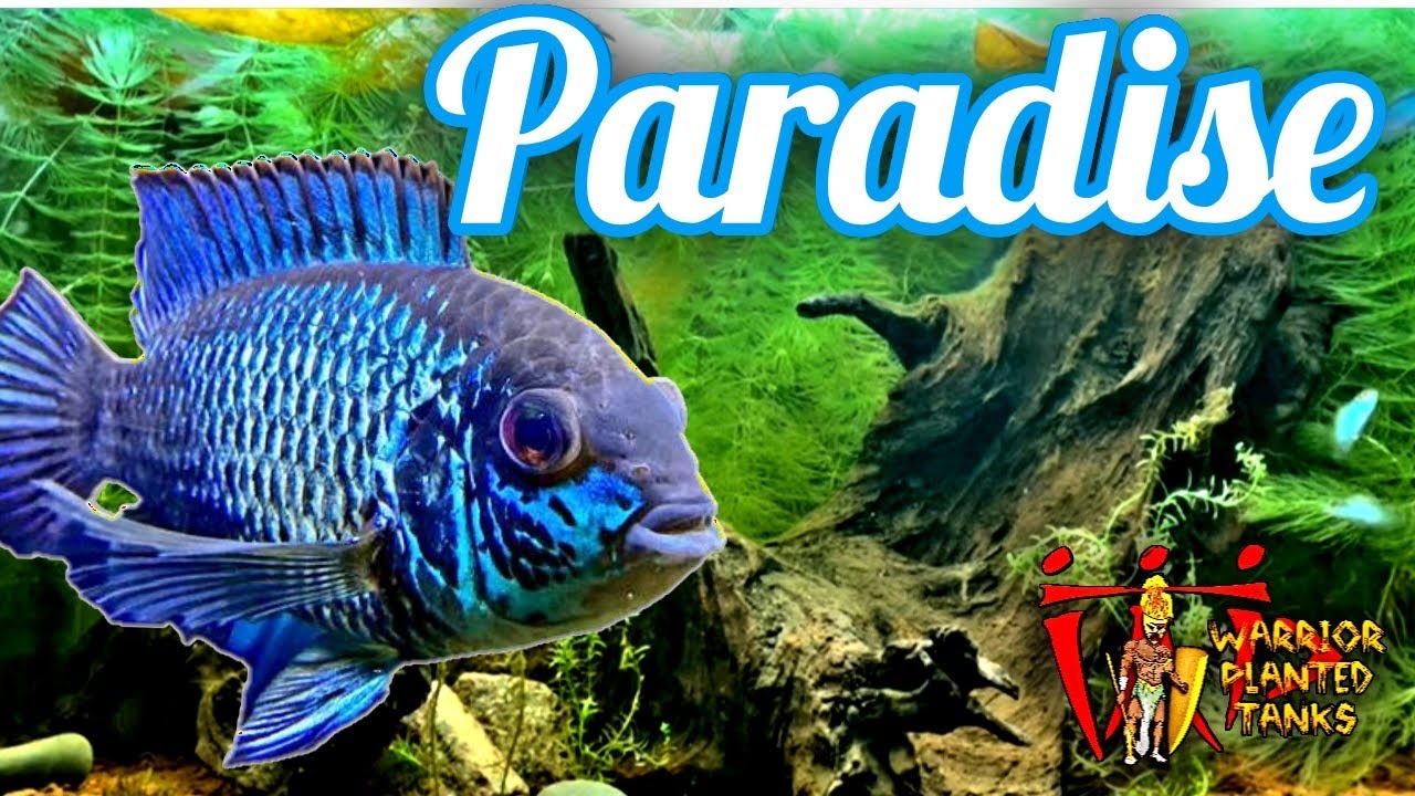 Electric Blue Acara Paradise!!!!!| Grow Out Fry Tank