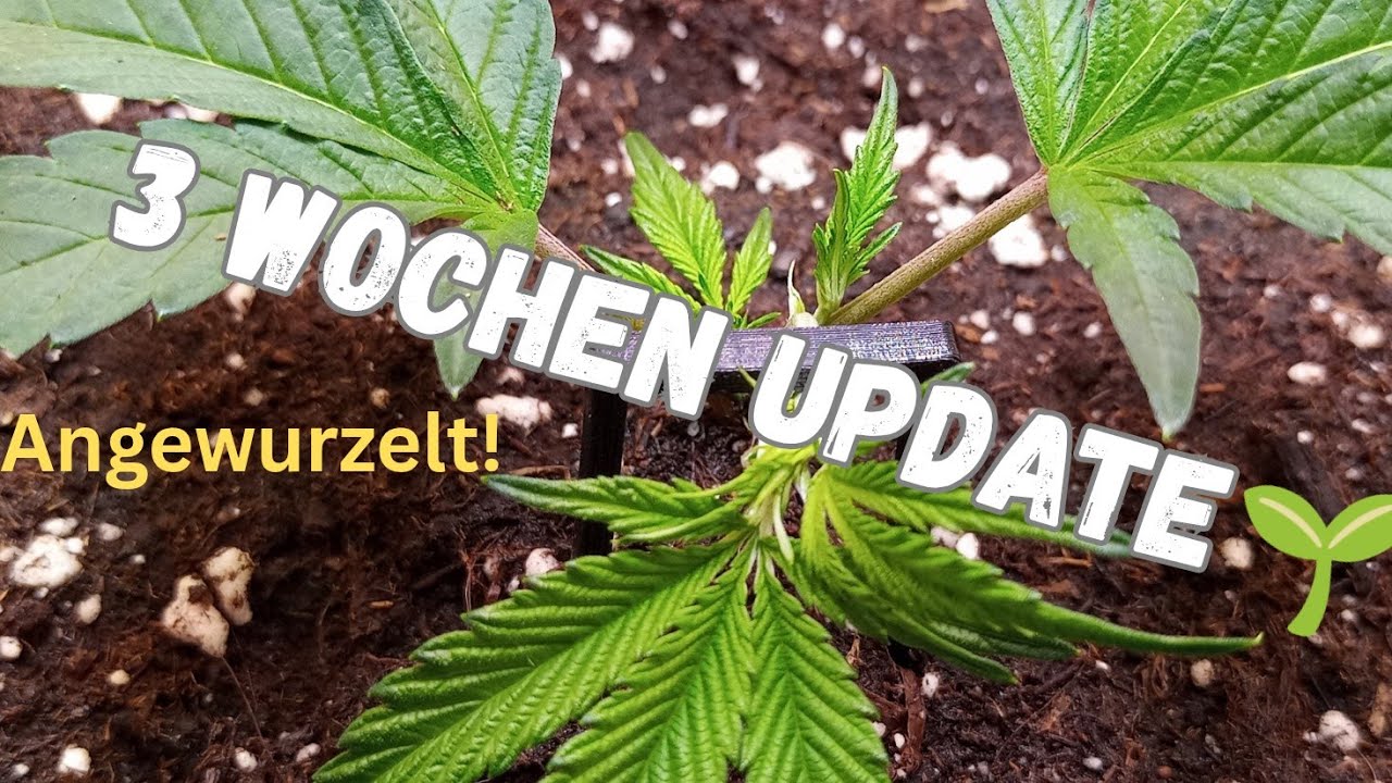 „Steckling erfolgreich angewurzelt 🌱 | Superbuff Cherry 26 – 3 Wochen Update im Bonsanto Setup“