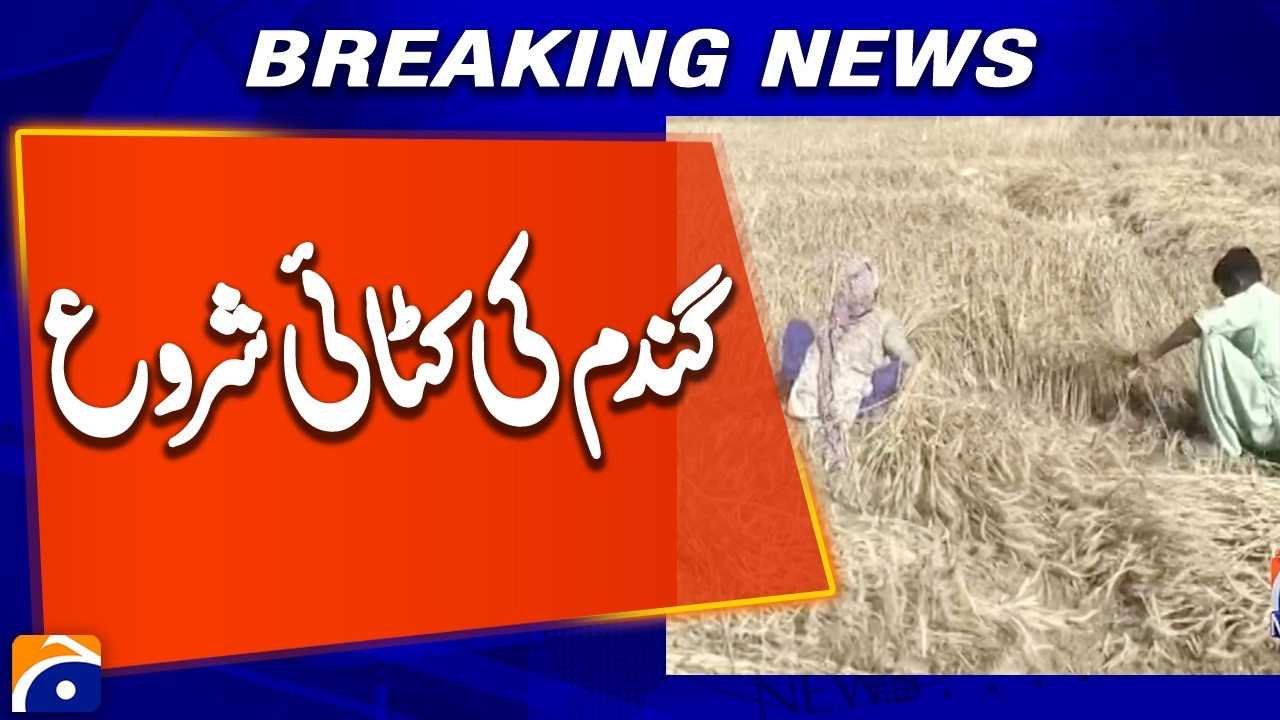 Pakistan Wheat Season Starts! Bahawalnagar Farmers in Action | Agri Update