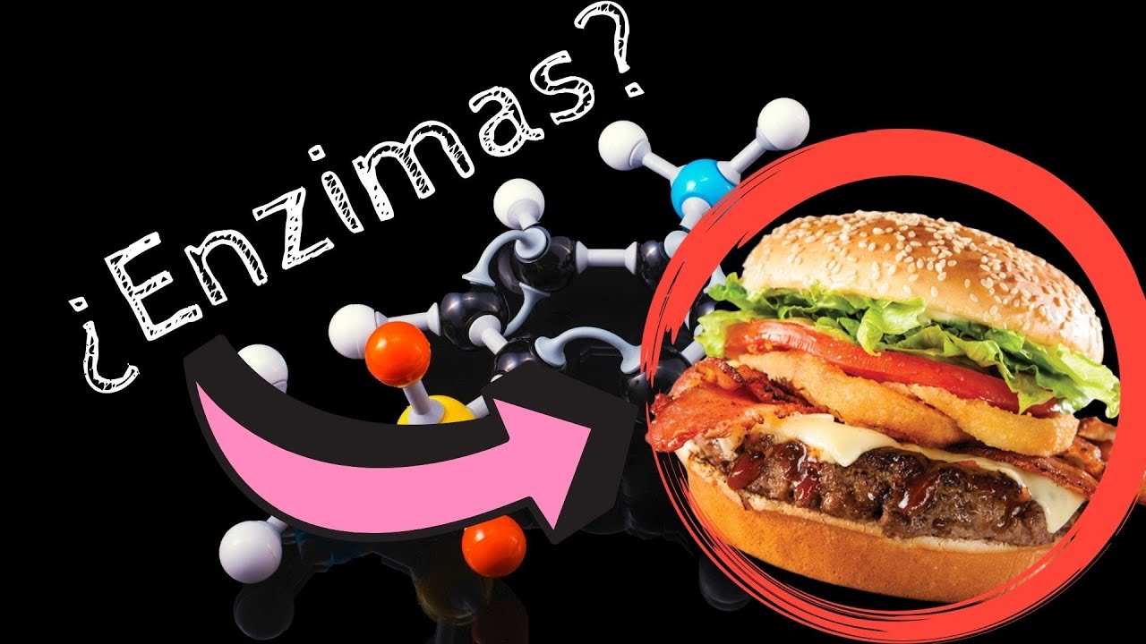 Proteasas, Lipasas y Glicosidasas ⫶Enzimolog&iacute;a r&aacute;pida⫶