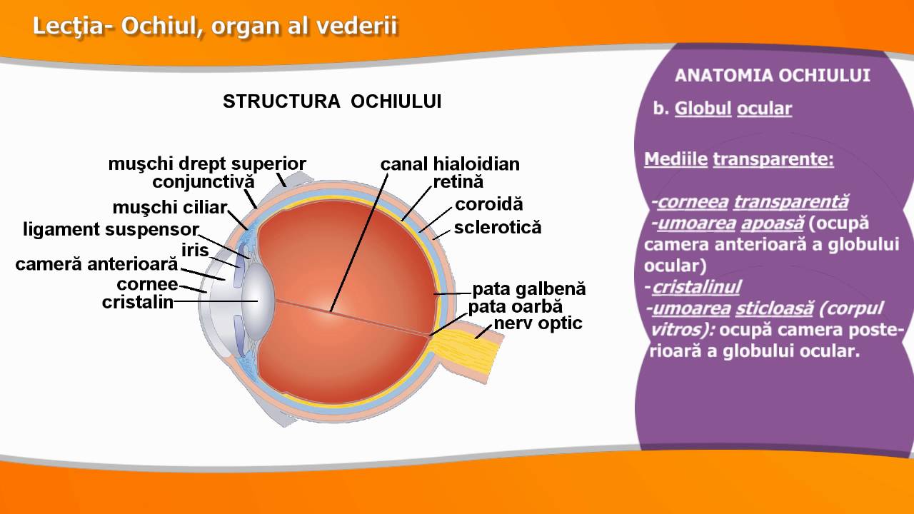 OCHIUL ORGAN AL VEDERII
