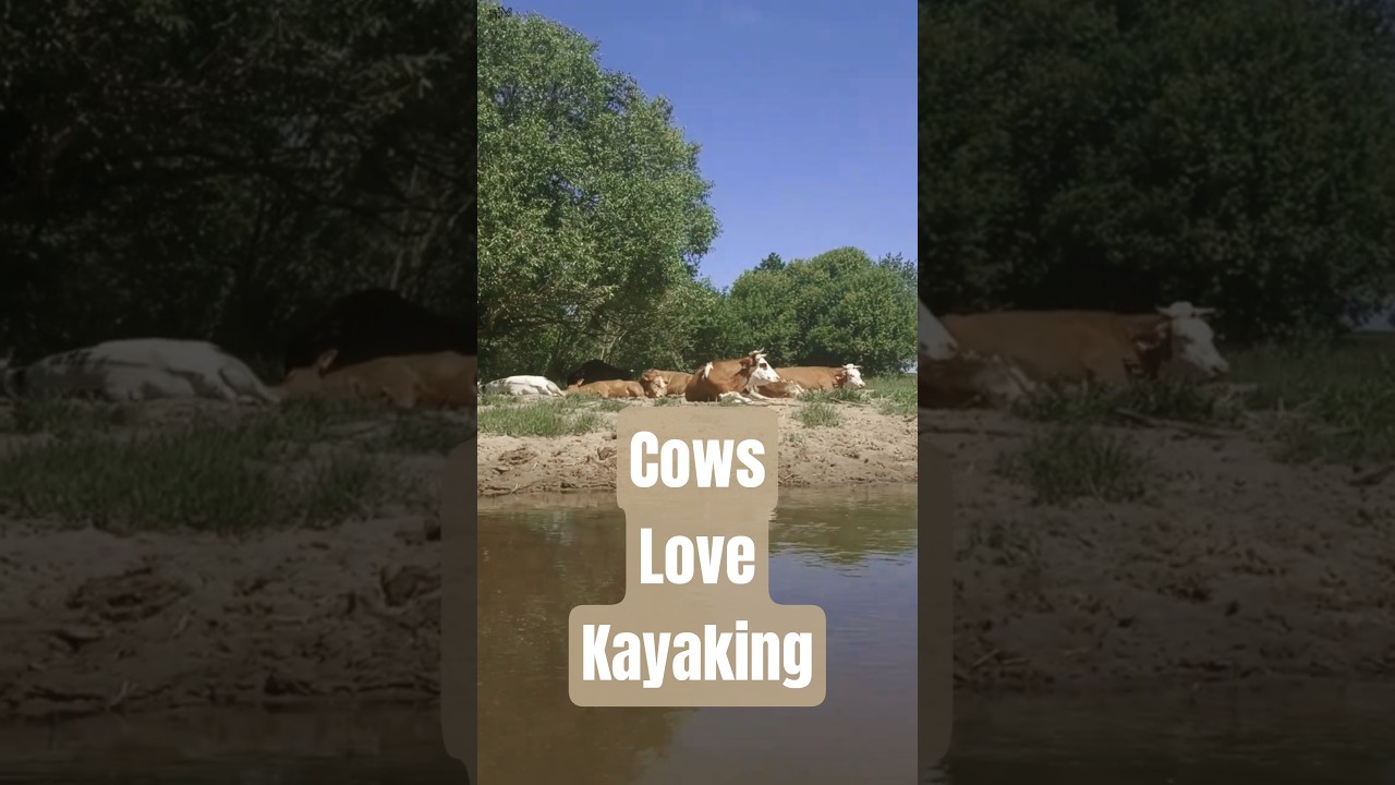 Kayaking with Sushi and Cows?! 🛶🐄🍣 #kayaking #adventure #travel