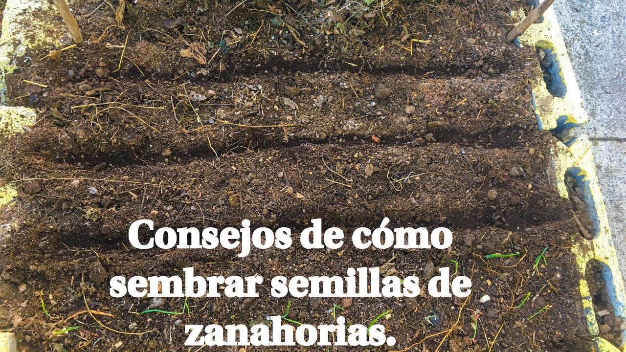 Consejos de Cómo Sembrar Semillas de Zanahorias a Suelo Directo. Siempre Funciona.