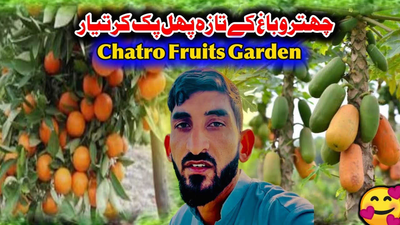 Chatro Fruit Garden Fruits Garden Are Ready Like Orange Papaya Potatoe Etc 😀 Family vlog 