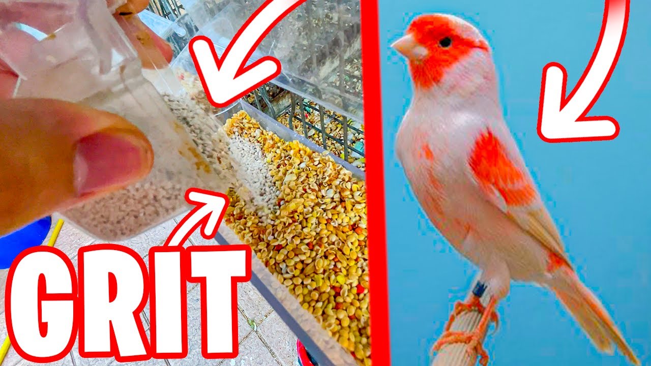 GRIT PARA CANARIOS