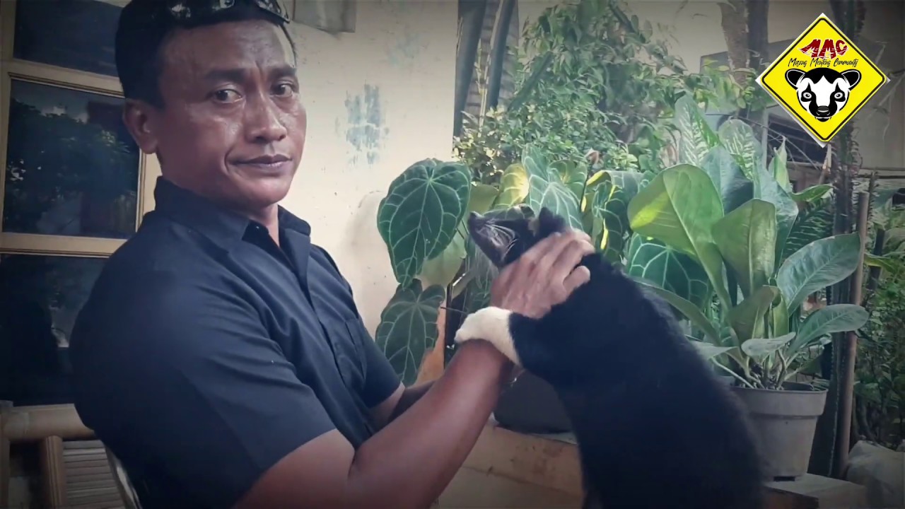 Musang Menteng Community - Wawancara Exclusive tentang Perawatan Musang Bulan Oleh Mas Try Bujana