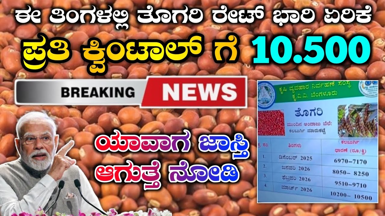 ತೊಗರಿ ಕಾಳು ರೇಟ್ ಜಾಸ್ತಿ ಆಗುತ್ತಾ / Pigeon pea Market Rate #pigeonpea #marketing #todaymarket #rate 