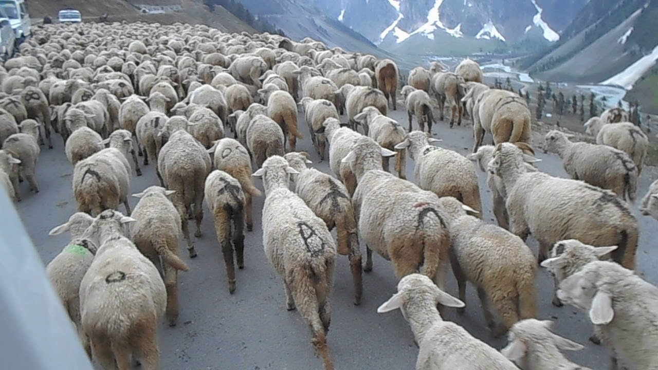Funny sheep  (Kashmir)