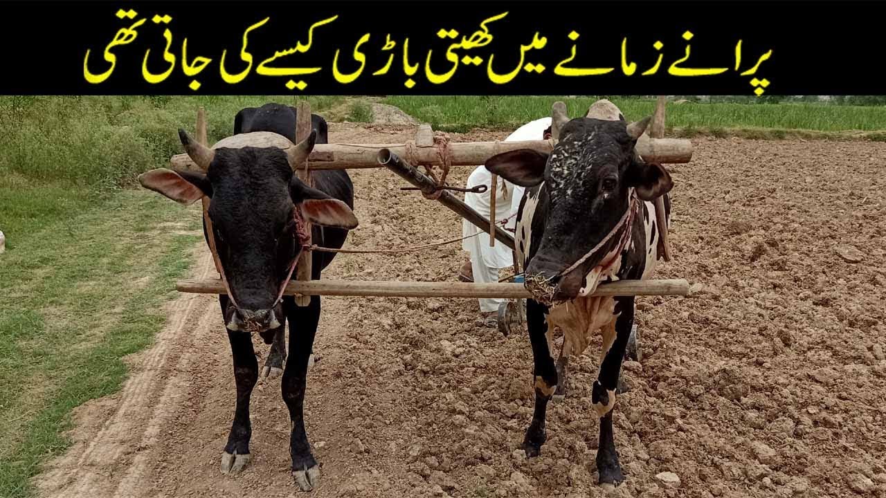 Traditional Way Of Agriculture With Bull |Old Culture In Punjab Pakistan|