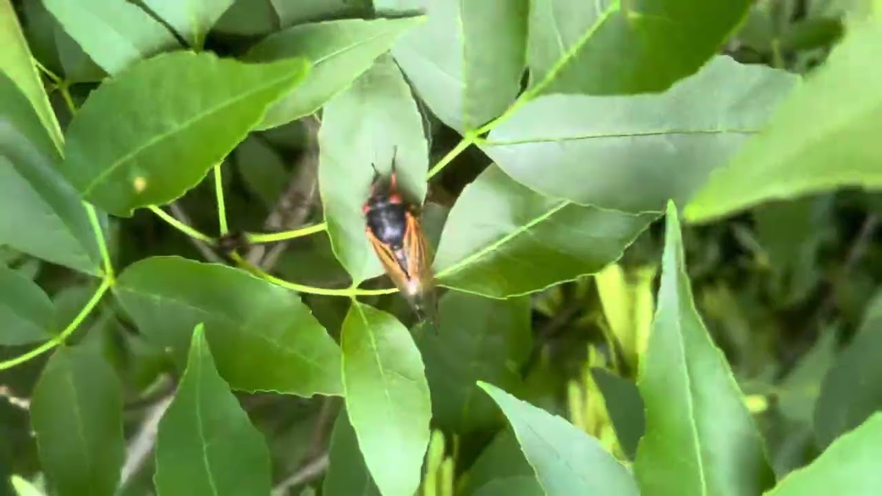 17 Year Cicadas Singing In Rosemont