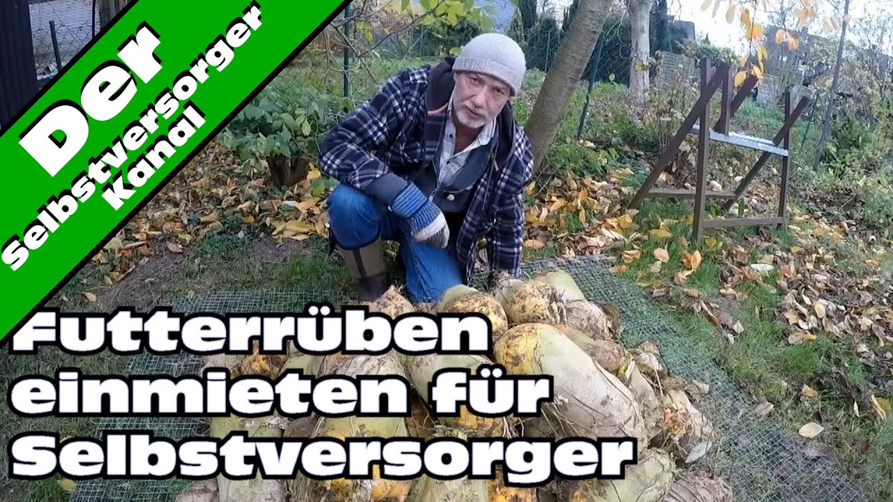 Futterrueben einmieten. Ein Versuch.