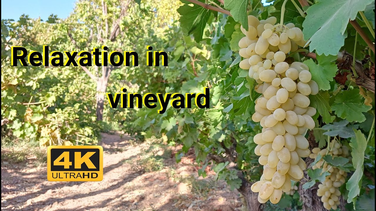 Relaxation in the vineyard | grapes garden 4K