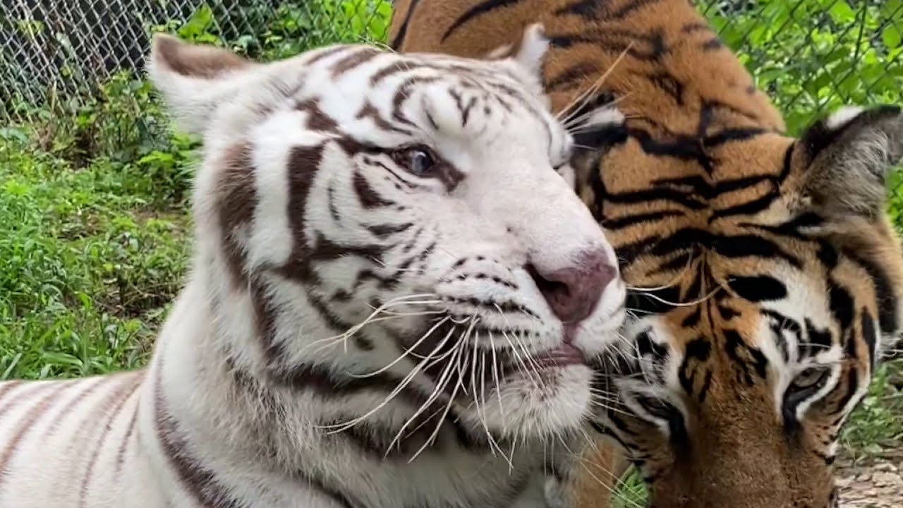 Happy Thanksgiving from Carolina Tiger Rescue!