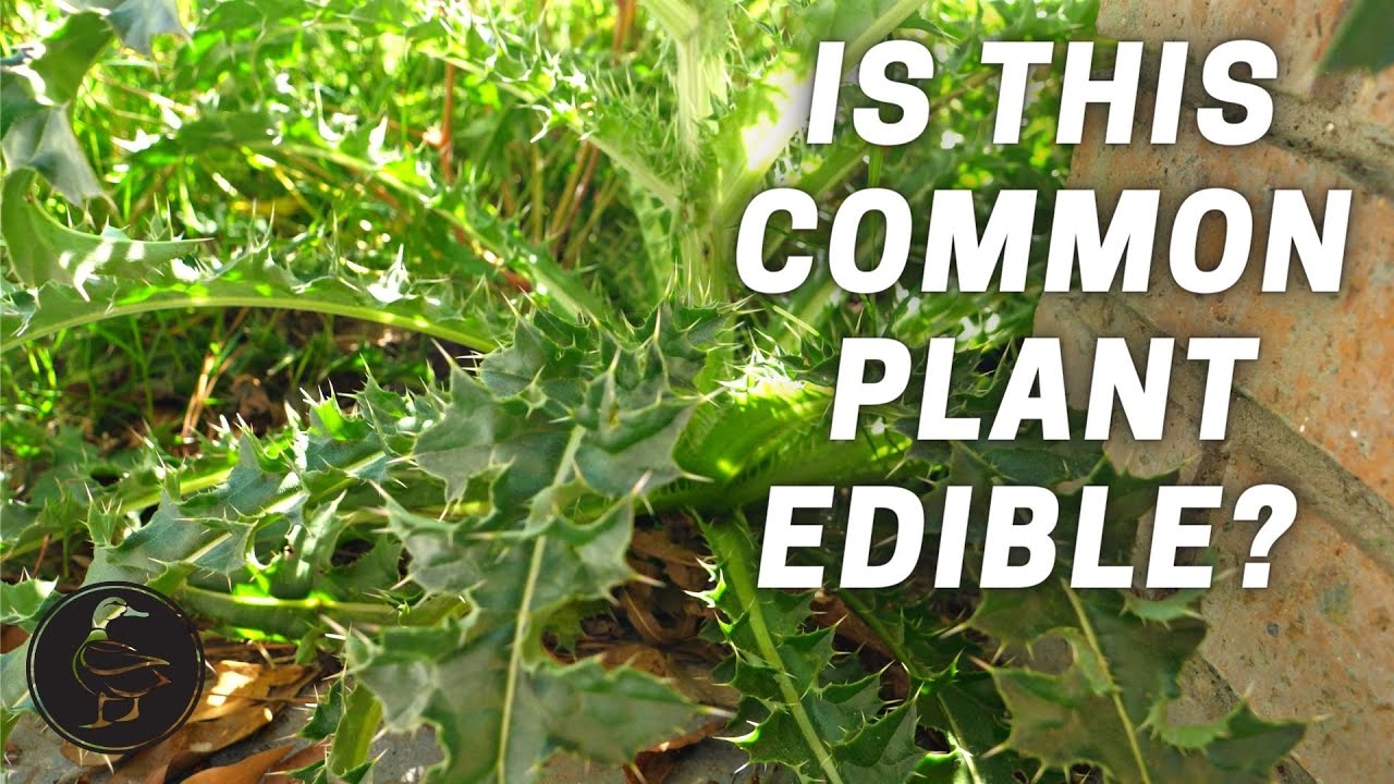 How To Harvest, Prepare, and EAT Wild Thistle!