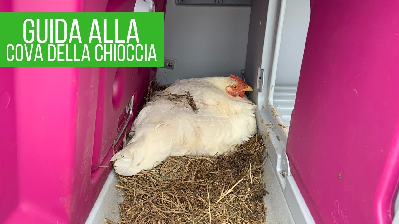 Cosa fare se la gallina cova: i miei trucchi