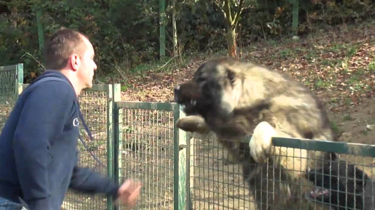 Kavkaski ovčar Green Hill Dog Amon @caucasian_shepherd_europe