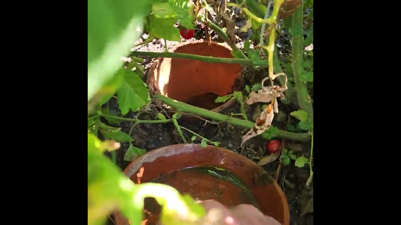 faire pousser les tomates sans arrosage et sans &eacute;liminer les gourmands.